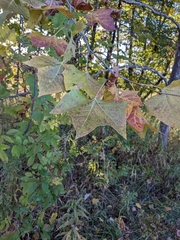Platanus occidentalis