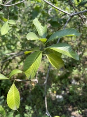 Tabernaemontana tomentosa