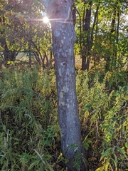 Platanus occidentalis