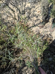 Senecio quadridentatus