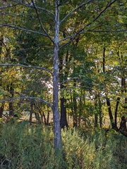 Platanus occidentalis