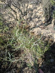 Senecio quadridentatus