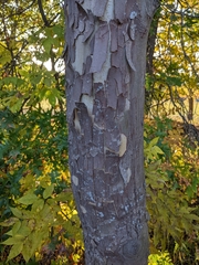 Platanus occidentalis