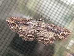 Chloroclystis filata