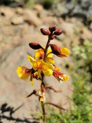 Erythrostemon angulatus