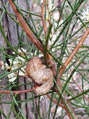 Hakea rostrata