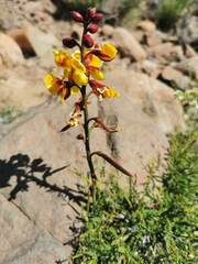 Erythrostemon angulatus