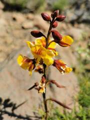 Erythrostemon angulatus