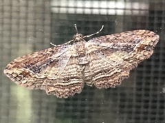 Chloroclystis filata