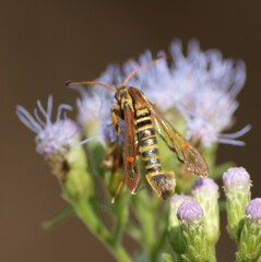 Sesiidae
