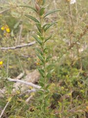 Aotus ericoides