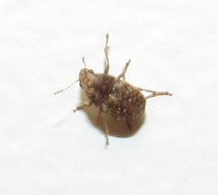 Araecerus