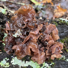 Phaeotremella frondosa