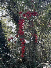 Pyracantha coccinea