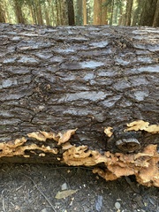 Laetiporus conifericola