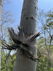 Tillandsia circinnatioides