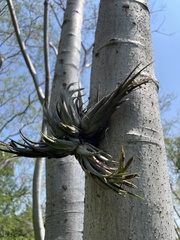 Tillandsia circinnatioides