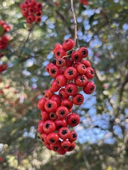 Pyracantha coccinea