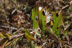 Solidago shortii