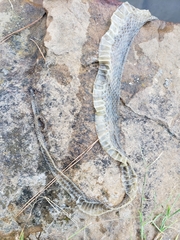 Nerodia erythrogaster