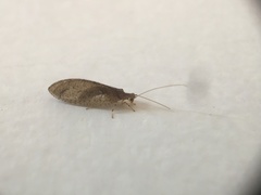 Nusalala tessellata