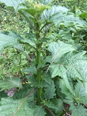 Hyptis capitata