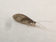 Nusalala tessellata