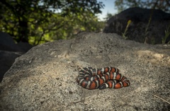 Lampropeltis multifasciata