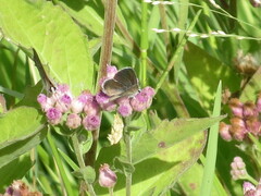 Hemiargus ceraunus