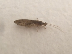 Nusalala tessellata