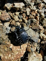 Gyriosomus