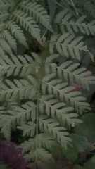 Pteris tremula