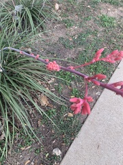 Hesperaloe