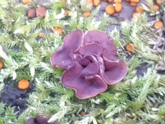 Ascocoryne cylichnium