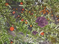 Ascocoryne cylichnium