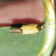 Oecophorinae