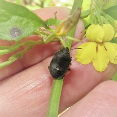 Lubentius marginellus