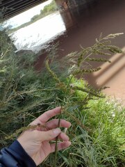 Echinochloa crus-pavonis