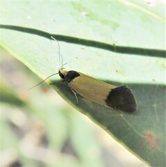 Oecophorinae