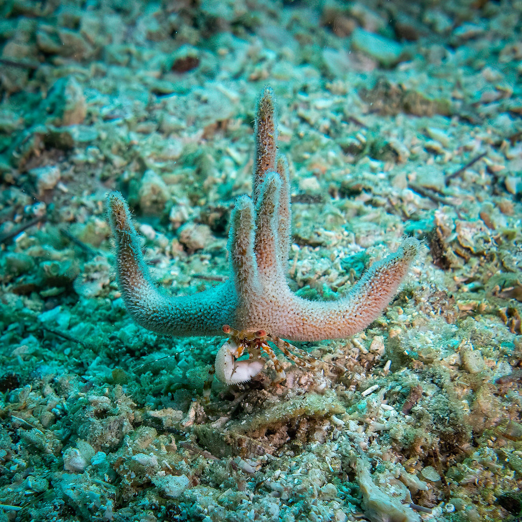 Staghorn Hermit Crab