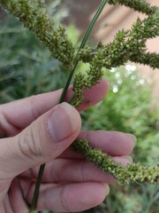 Echinochloa crus-pavonis