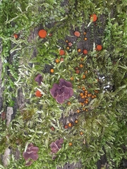 Ascocoryne cylichnium