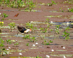 Irediparra gallinacea