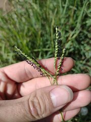 Paspalum distichum