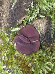 Ascocoryne cylichnium