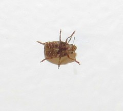 Araecerus