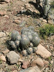 Copiapoa coquimbana