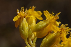 Solidago shortii
