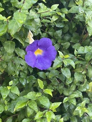 Thunbergia