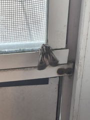 Agrotis gladiaria